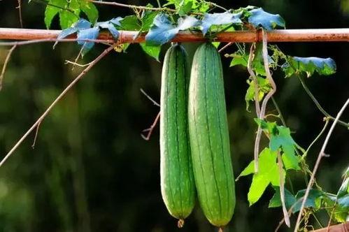 夏日吃哪三瓜,三瓜养生攻略